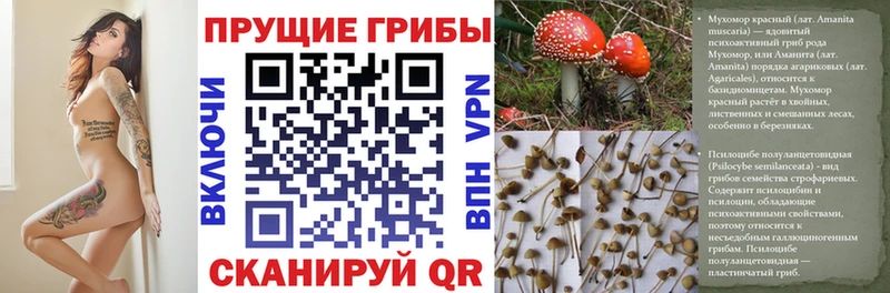 Галлюциногенные грибы Cubensis  наркошоп  Кирсанов 